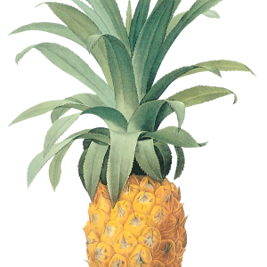 Pineapple PNG image, free download