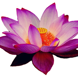 Lotus flower PNG