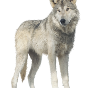 Wolf PNG