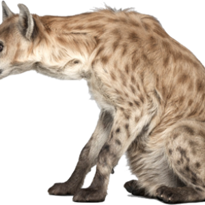 Hyena PNG