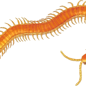 orange centipede PNG