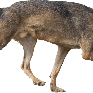 Jackal, coyote PNG