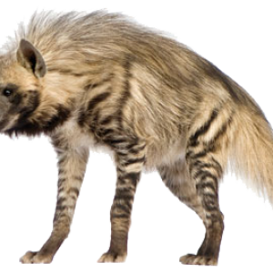 Hyena PNG