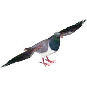 Pigeon PNG