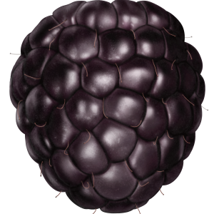 Blackberry PNG