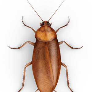 Roach PNG