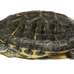 Turtle PNG
