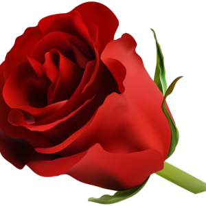 Rose PNG