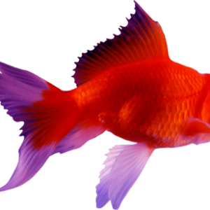 Goldfish PNG