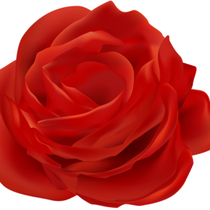 Rose PNG