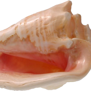 Conch PNG