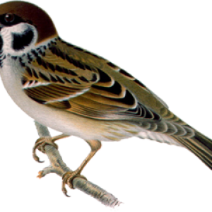 Sparrow PNG