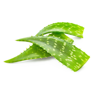 Aloe vera PNG