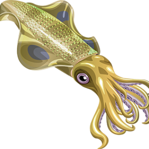 Squid PNG