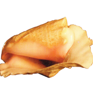 Conch PNG