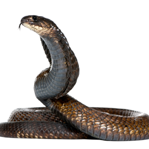 Cobra snake PNG image