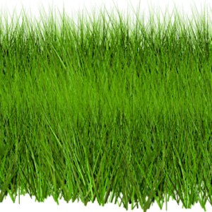grass png image, green picture