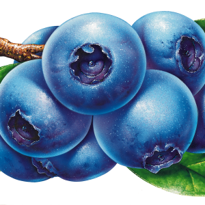 Blueberries PNG