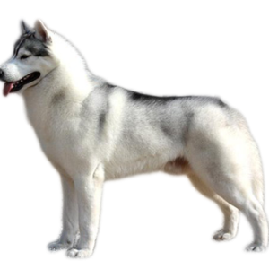 Husky PNG