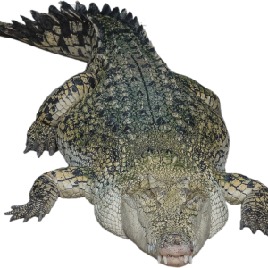 Crocodile PNG