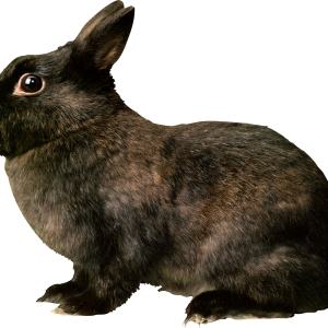 Black rabbit PNG image