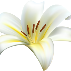 Lilium PNG