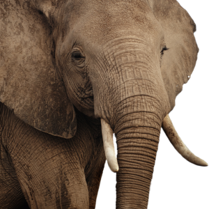 Elephant PNG