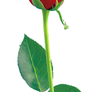 Rose PNG