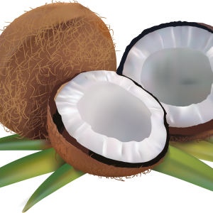 Coconuts PNG