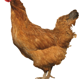 Chicken PNG image