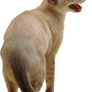 Cat meow PNG