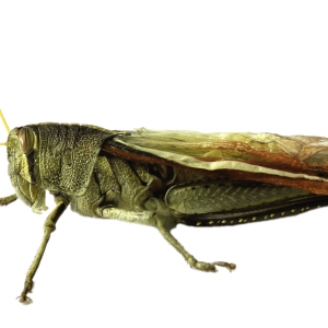 Grasshopper PNG