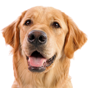Dog PNG