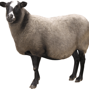 sheep PNG image