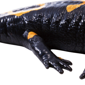 Gecko PNG