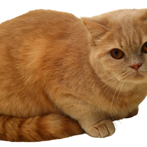 Cat PNG