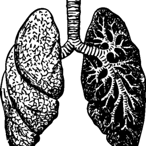 Lungs PNG