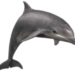Dolphin PNG image