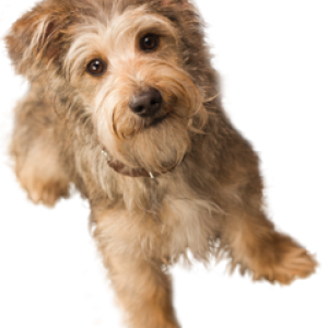 small puppy png image, picture, download, dogs