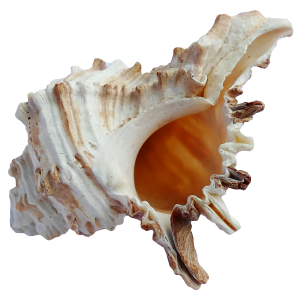 Seashell PNG