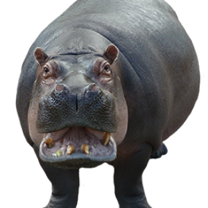 Hippo PNG