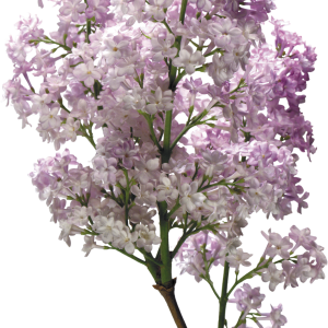 Lilac PNG