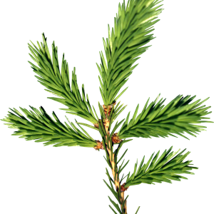 Fir-tree PNG image
