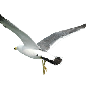 Gull PNG