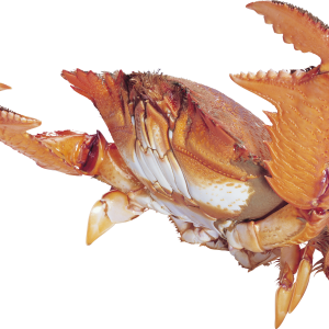 Crab PNG