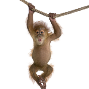 Monkey PNG
