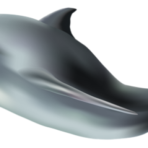 Dolphin PNG