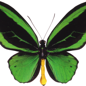 Butterfly PNG