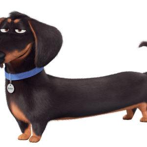 Dachshund PNG