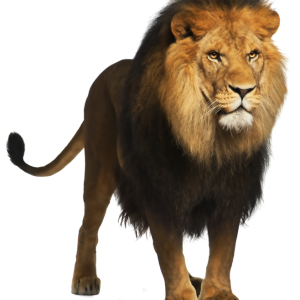 Lion PNG